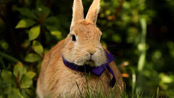 Frohe Ostern