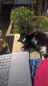 Katze und Computer im Homeoffice